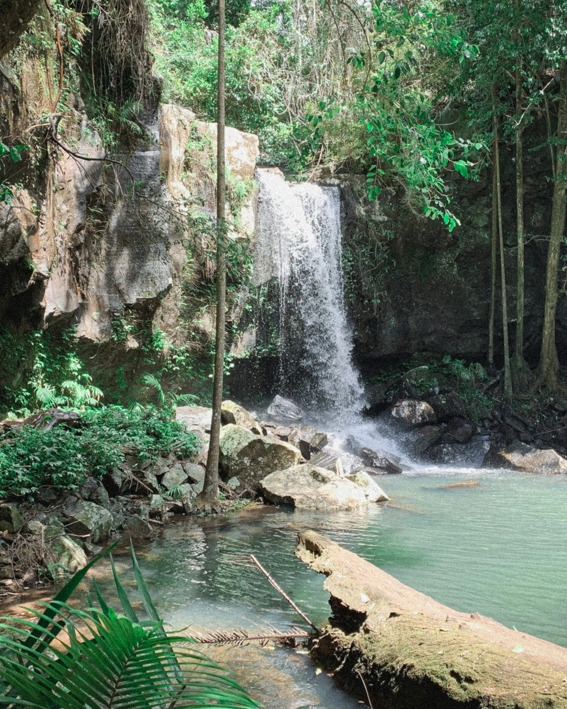 A waterfall surrounded by rainforest at Tamborine Mountain