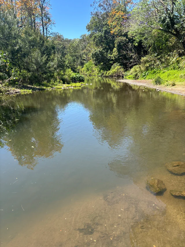 A tree-lined creek in Canungra, Queensland